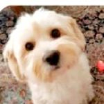 تصویر پروفایل امیرام..حامی